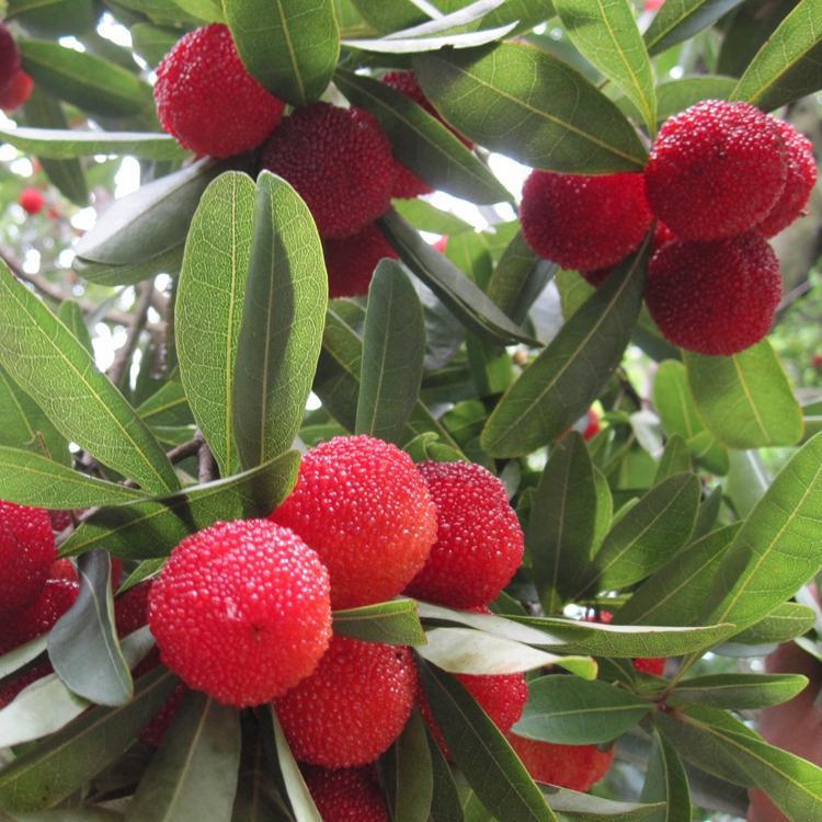 AG亚娱集团官方_新民场小学举行“国色牡丹”花文化主题升旗仪式(图3) AG亚娱集团官方