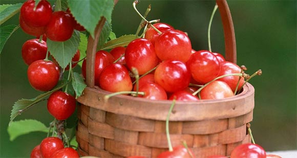 ‘ag亚娱官网’多吃甘蔗有什么好处 铁的含量居水果之首(图2) AG亚娱集团