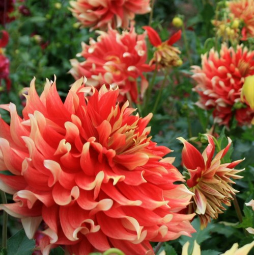 ‘AG亚娱集团官方’宣萱与相恋两年男友分手 温碧霞老公背景不一般(图1) AG亚娱集团