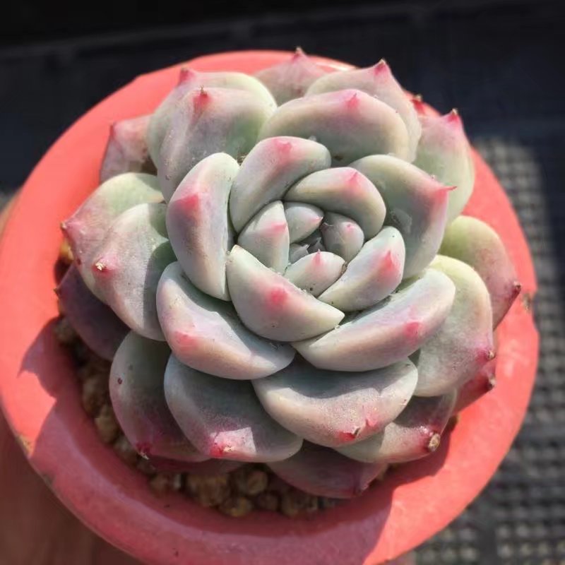 AG亚娱集团|视频:谢霆锋已签好离婚协议书 两子抚养权财产分配成新问题(图2) ag亚娱官网