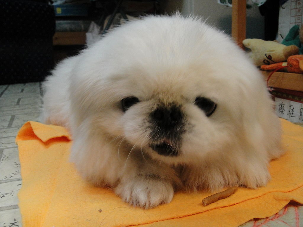 “AG亚娱集团”新密市红缨幼儿园:见证成长快乐分享成功喜悦(图3) AG亚娱集团官方