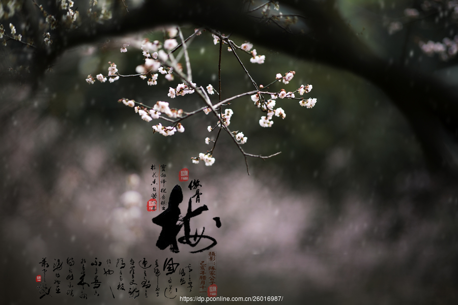 崇州市梓潼小学常青树工作受好评‘ag亚娱官网’(图2) ag亚娱官网