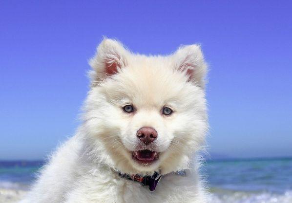 “ag亚娱官网”张柏芝爱子小Q泳池“裸奔” Lucas带弟弟冲凉(图1) ag亚娱官网