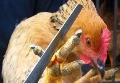 城关镇中心幼儿园举办第一届亲子马拉松活动‘AG亚娱集团官方’(图1) AG亚娱集团