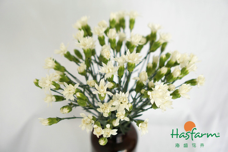 AG亚娱集团|吃哪些蔬菜最补血-贫血症状又是什么?(图1) ag亚娱官网